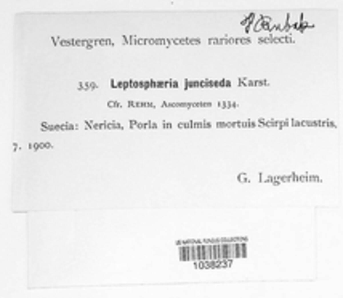 Leptosphaeria junciseda image